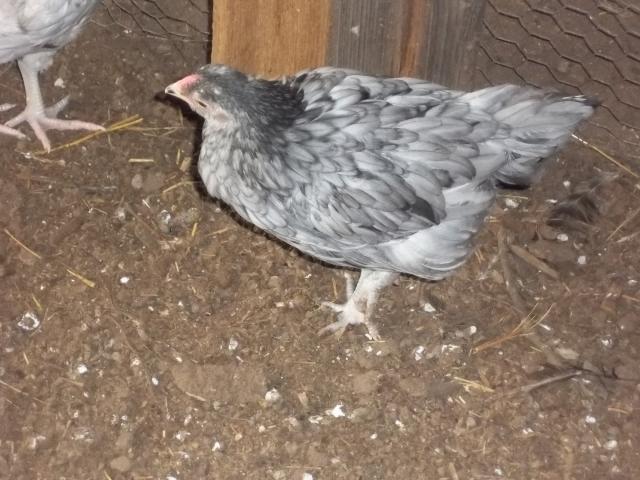 74873_pigs_-n-_chicks_007.jpg