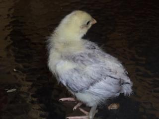 74873_splash_chick_from_pink_002.jpg
