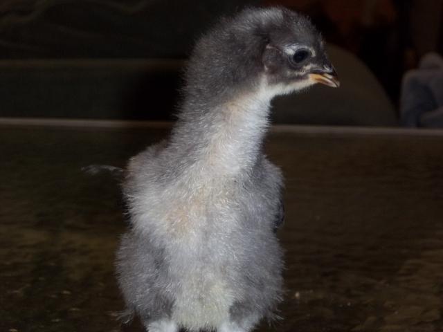 74873_splash_chick_from_pink_005.jpg