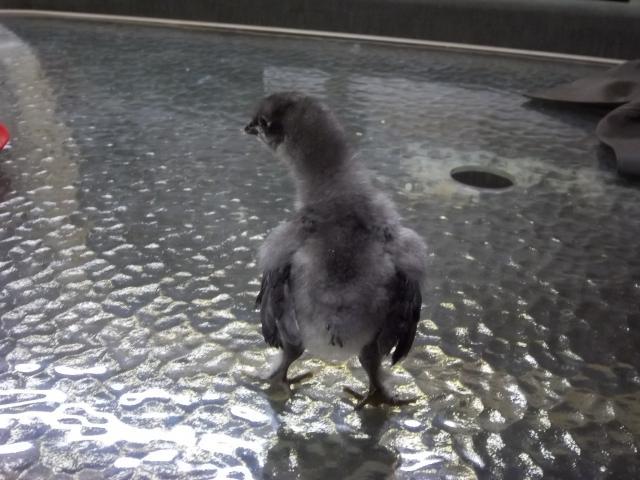 74873_younger_chicks_tip_003.jpg