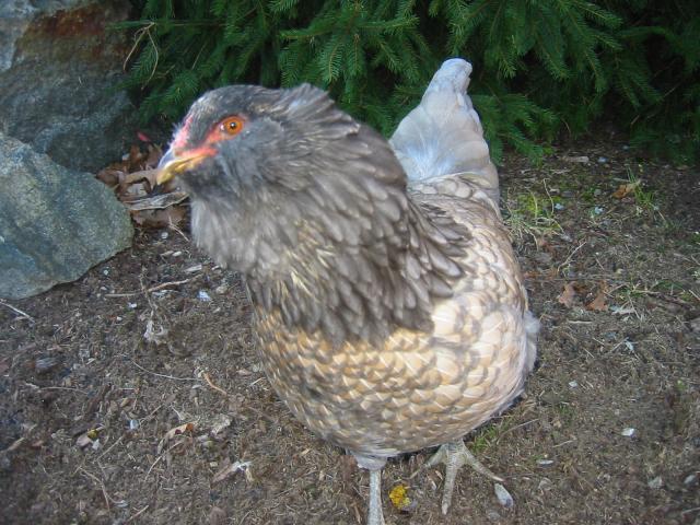 74892_plbb_006.jpg