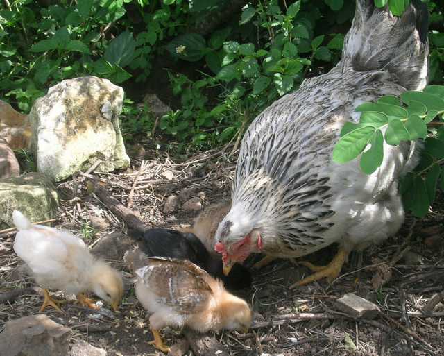 74935_motherhenwithchicks.jpg