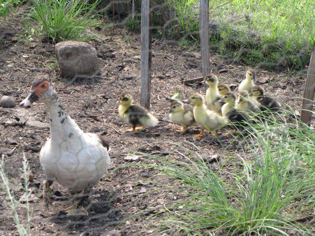74935_muscovymotherandducklings.jpg