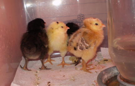 7494_thechicks.jpg