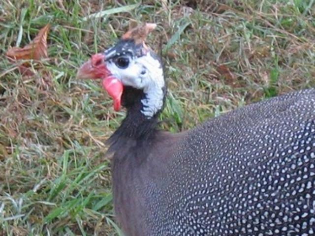 74976_guinea-fowl-2.jpg