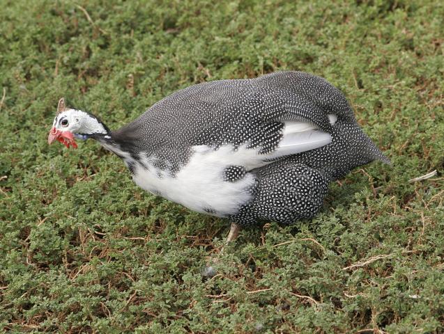 74976_guinea_fowl.jpg