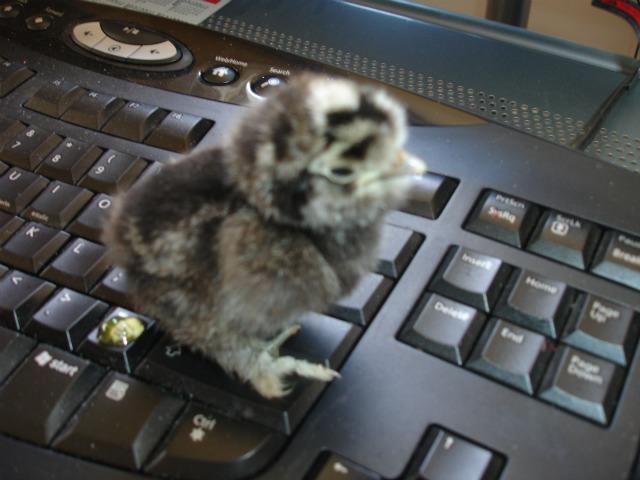 74976_silkie-chick-poo.jpg