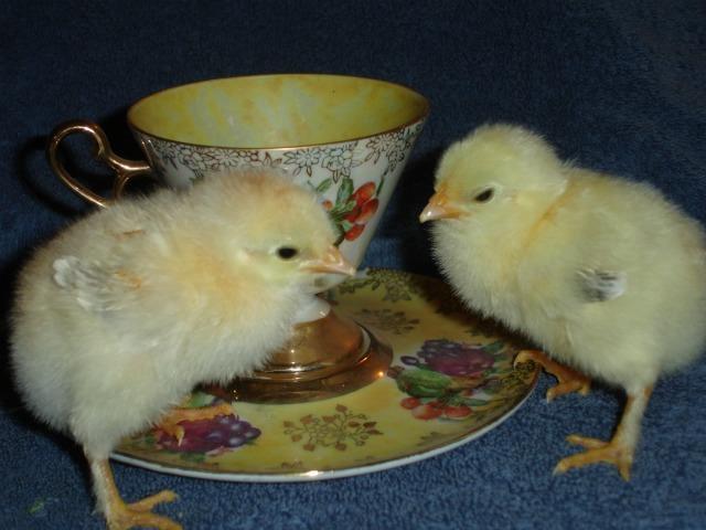 74976_wheaten-marans-chicks.jpg
