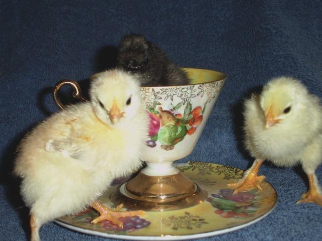 74976_wheaten-marans-silkie.jpg