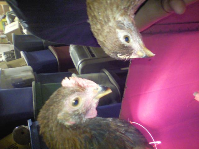 74979_chickens.jpg