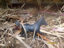 74981_foal2.jpg