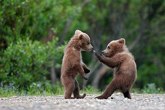 74981_king-fu-little-bears.jpg