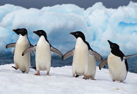 74981_penguins-dancing.jpg