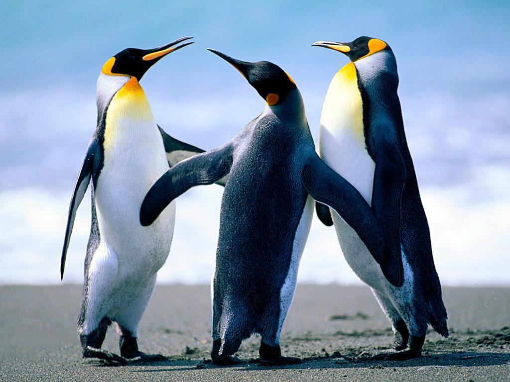 74981_penguins.jpg