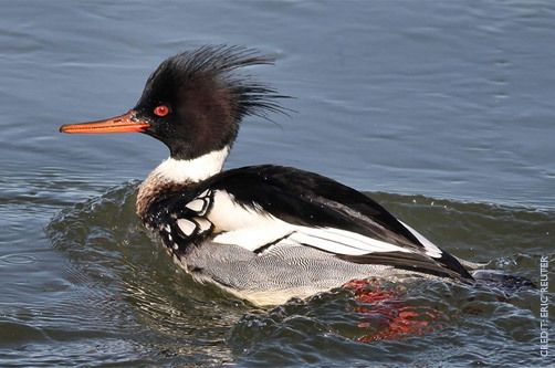 74981_redbreastedmerganser1.jpg