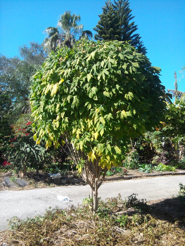 75040_chaya_tree.jpg