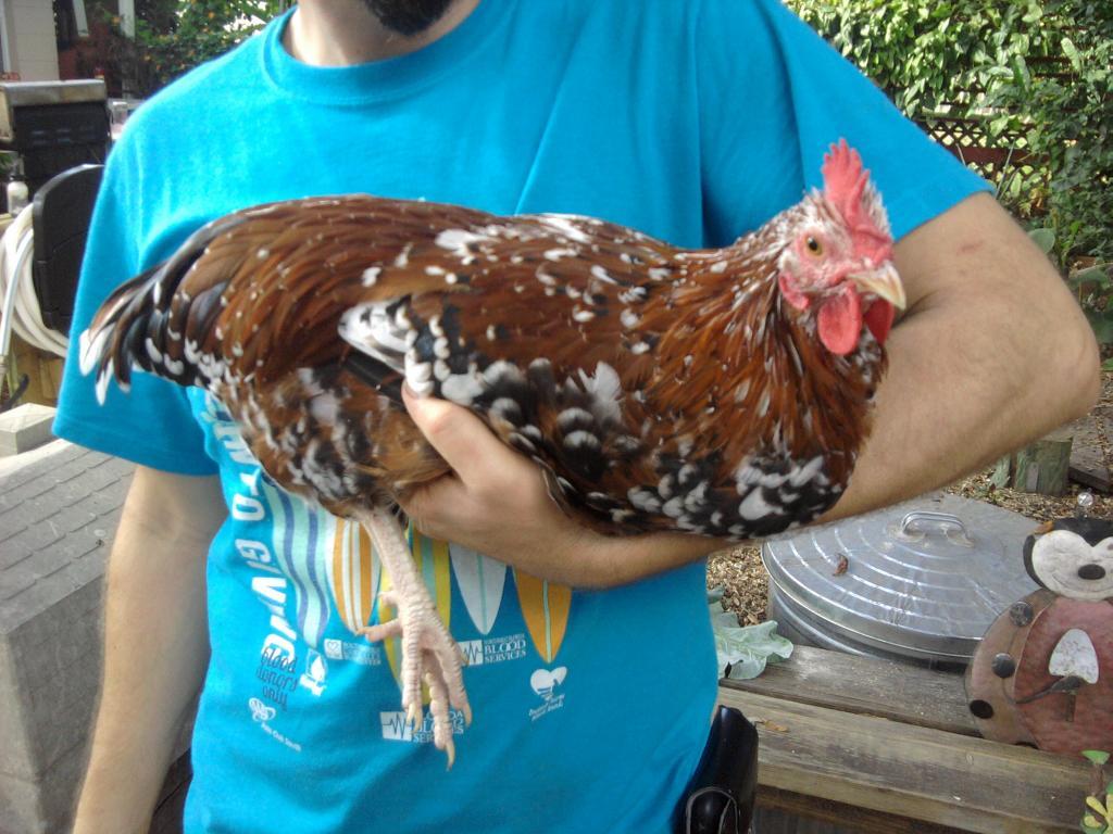 75040_sussex_cockerel.jpg