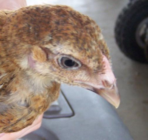 75126_aurra_face_5wk.jpg