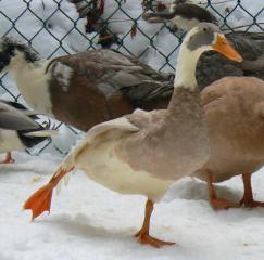 7513_duck_stretch.jpg