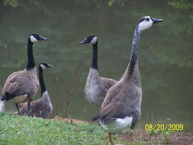7514_animals.jpg