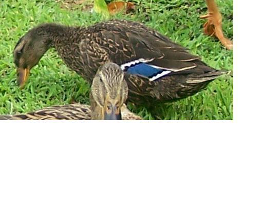 7514_duck_2.jpg
