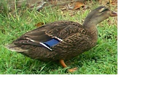 7514_duck_3.jpg