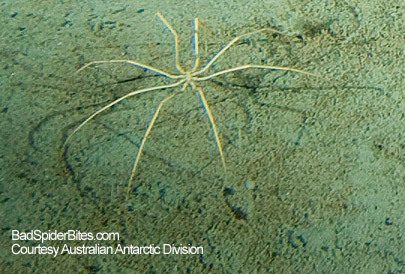 75263_giant-sea-spiders.jpg
