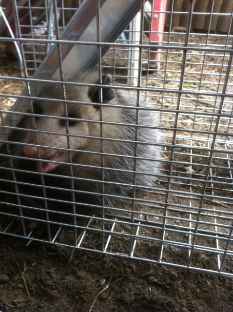 75279_possum.jpg