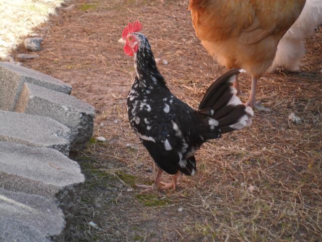 75448_sam_0639.jpg