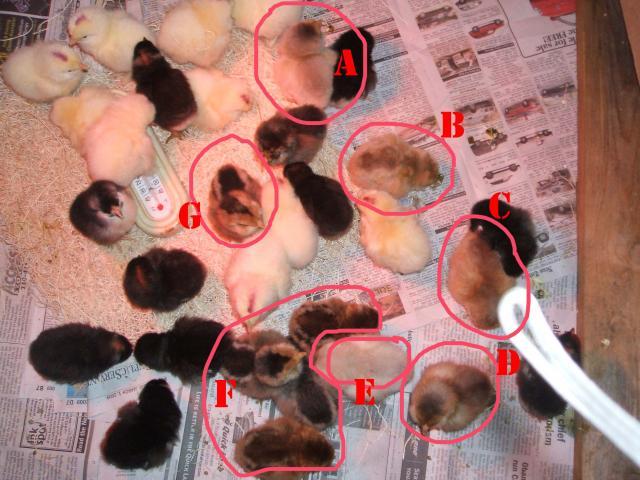 7546_chicks_color.jpg