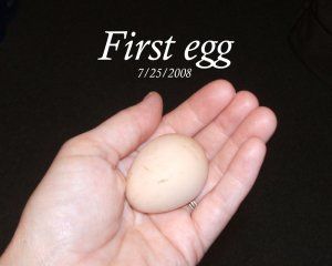 7546_chicks_firstegg.jpg