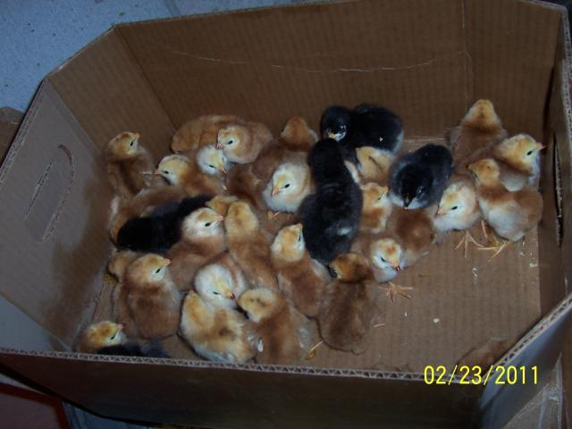 75570_buckeye_chicks1.jpg