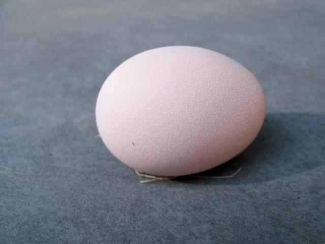 75613_4th_egg.jpg