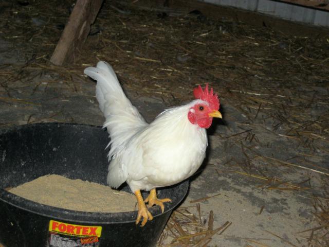 7568_img_8331.jpg