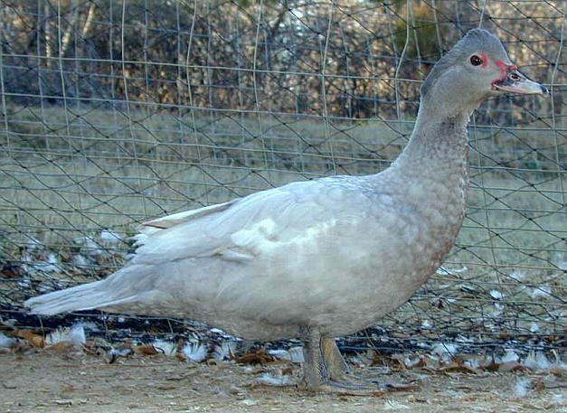 7576_silver.jpg