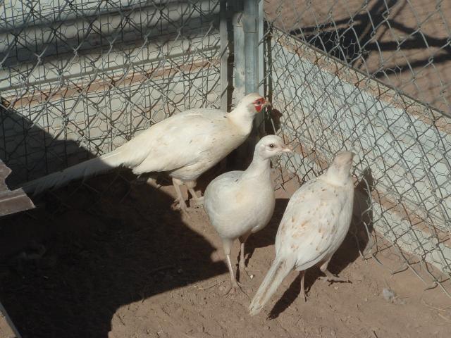75866_dscf0030.jpg