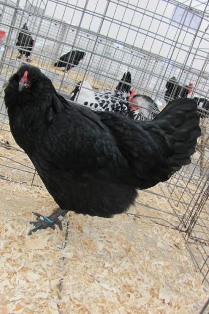 75878_blk_pullet.jpg
