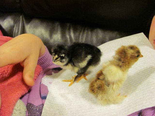 75878_christmas_chicks_014.jpg