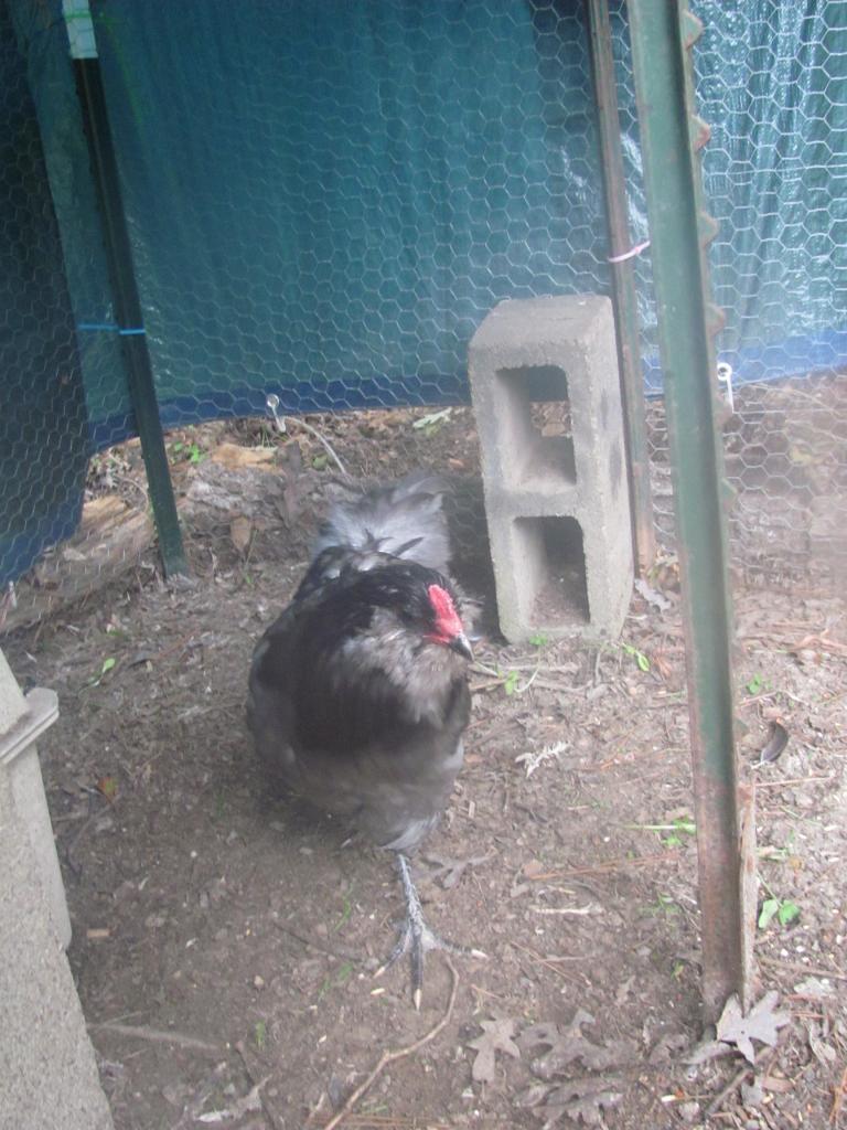75878_new_breeding_prs_fall_2001_011.jpg