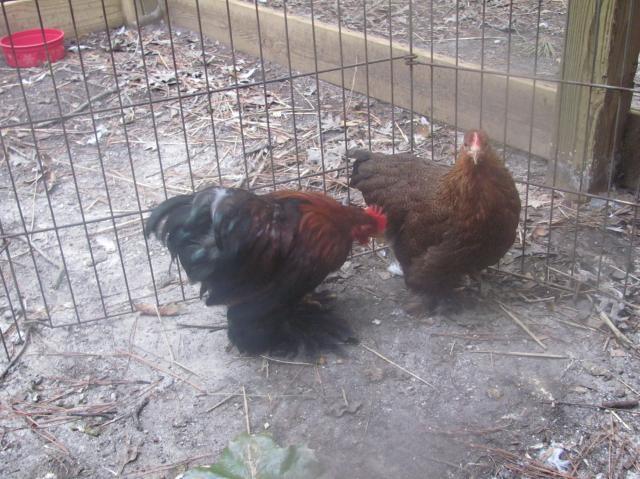 75878_new_breeding_prs_fall_2001_017.jpg