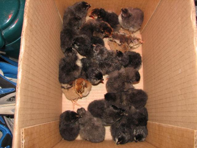 75928_20_of_23_chicks_to_hatch.jpg