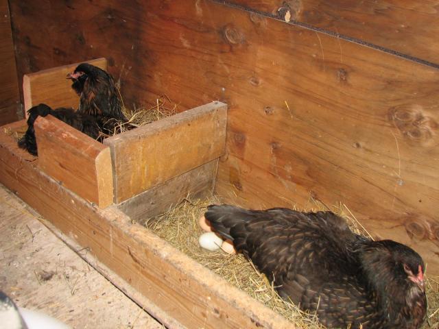 75928_popcorn_fried_and_nuggets_nest.jpg