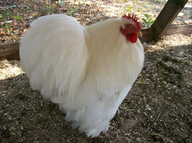 76038_chickens_144.jpg