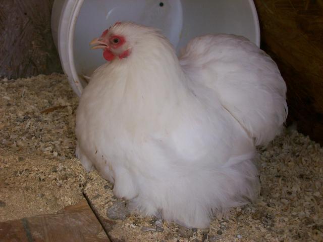 76038_chickens_148.jpg