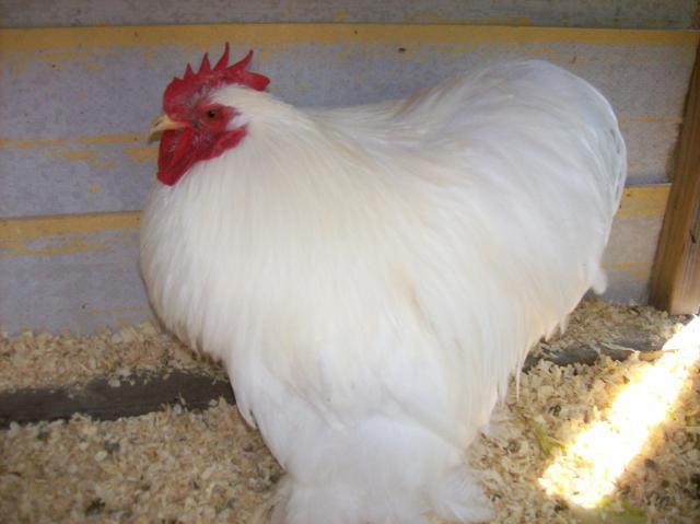 76038_chickens_149.jpg