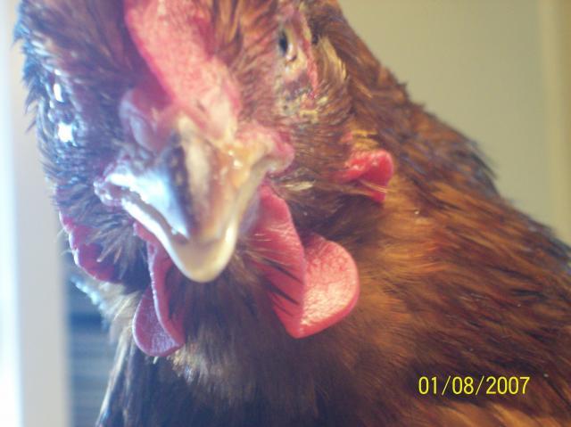 7613_sick_chicken.jpg