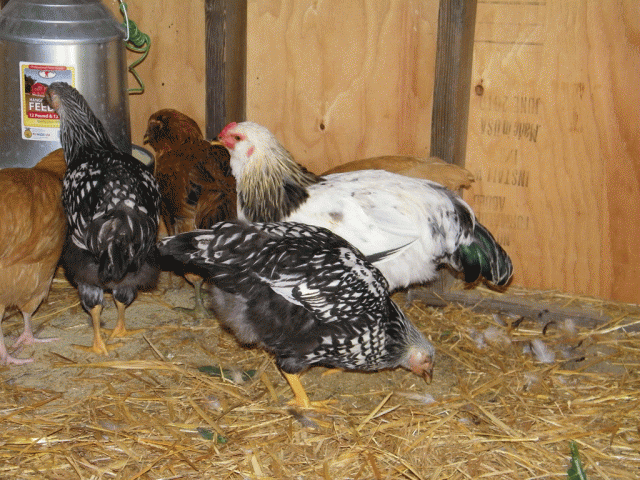 76163_atfeeder.gif