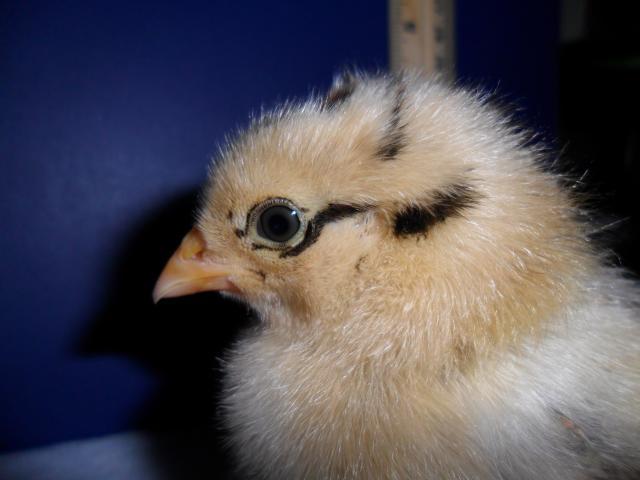 76248_ee1_1wk_face.jpg