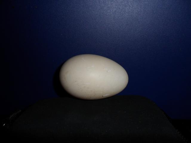 76248_first_duck_egg.jpg