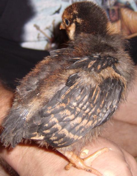 76263_gedc0434.jpg